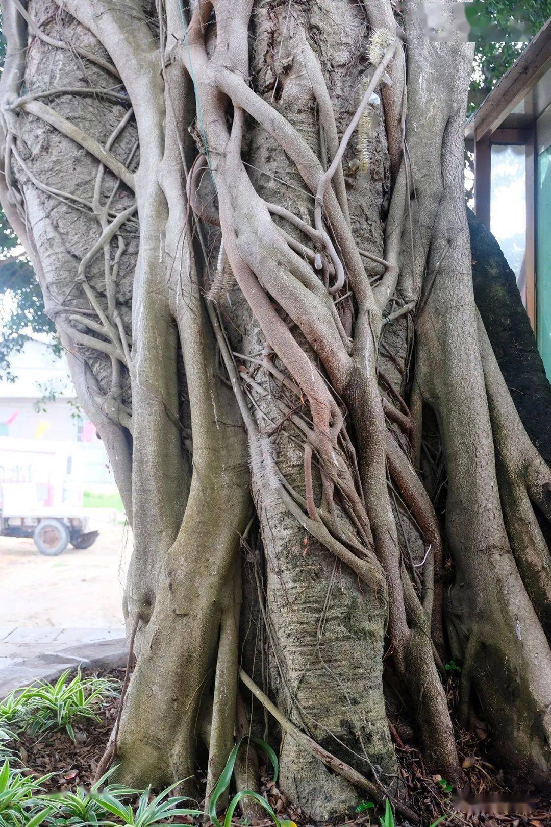 石狮最老古树,300岁!一起听它讲那光阴的故事