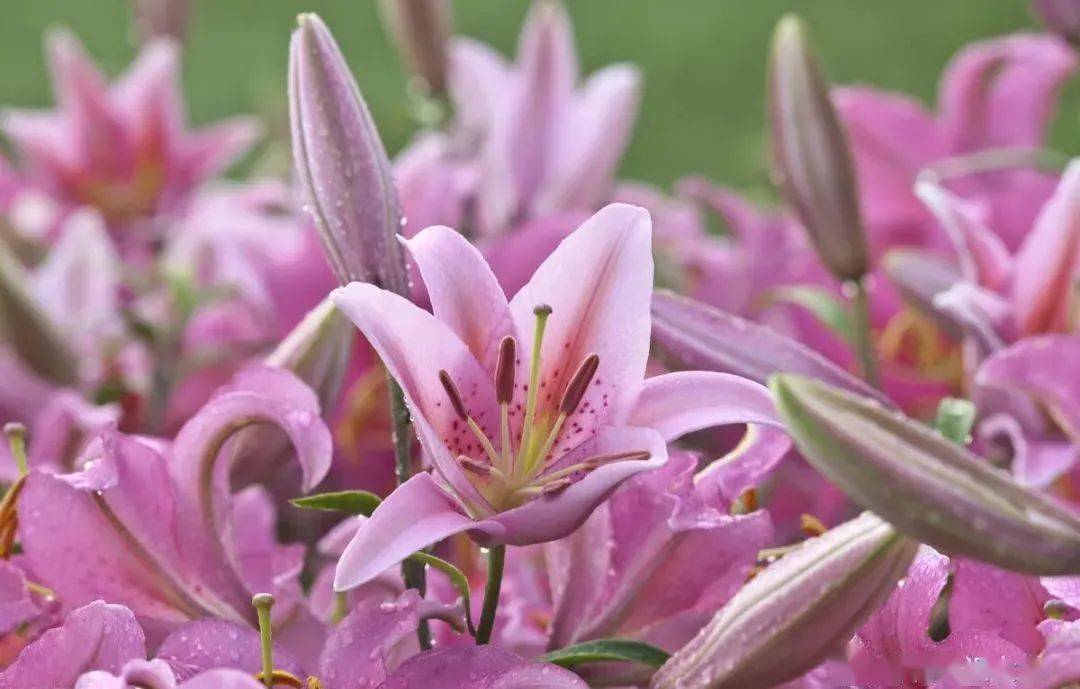 在家里养花一定要谨慎 尤其是这几种 汁液有毒养护要谨慎 花粉