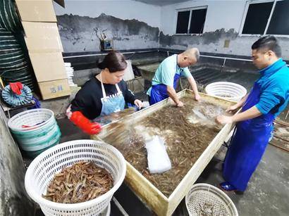 凌晨两点,一辆满载新鲜竹节虾的全冷链运输车,开进了即墨区鳌山卫街道