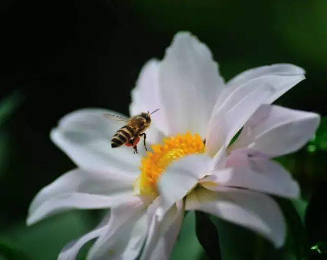小蜜蜂采蜜忙高清照美极了