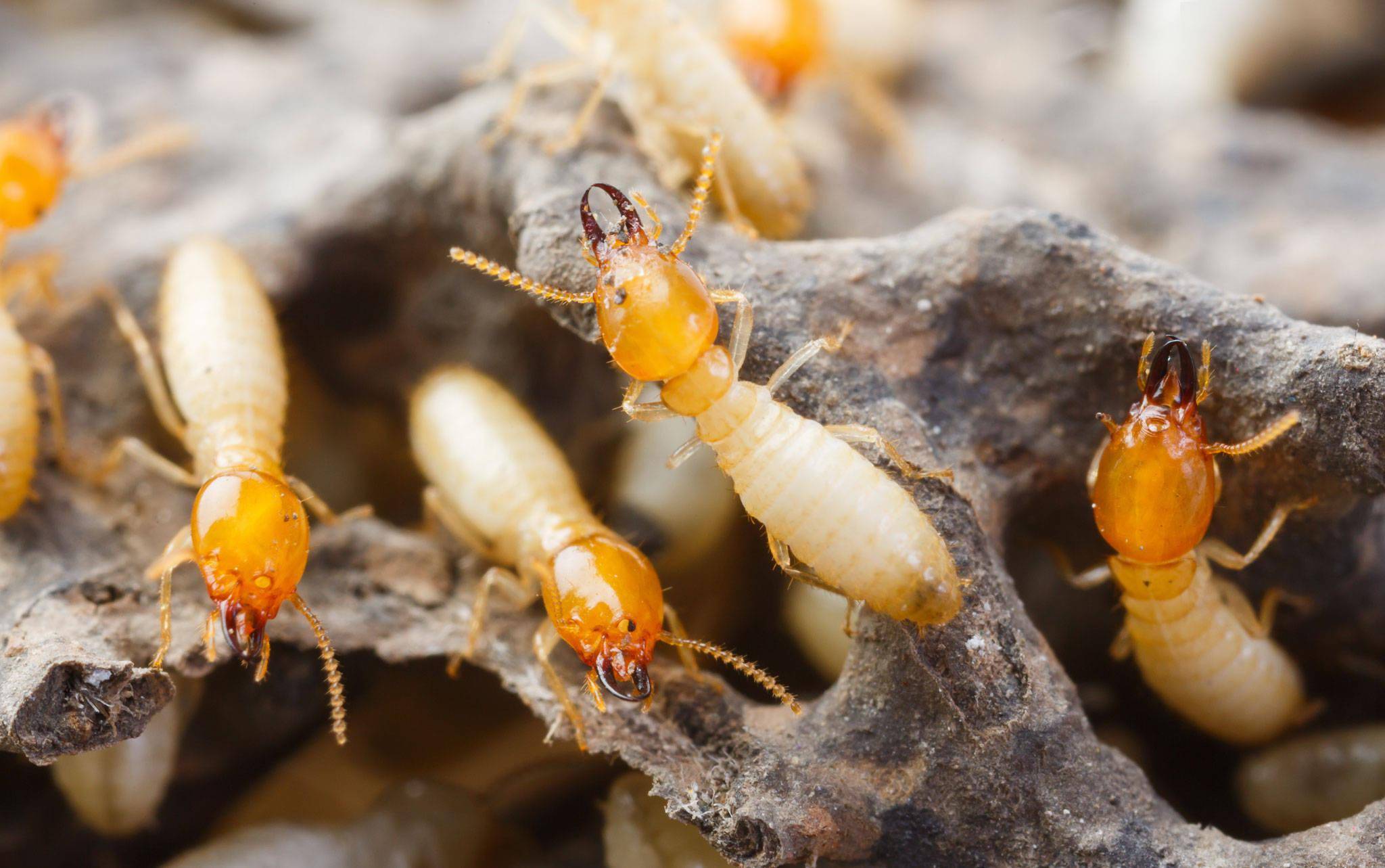蚂蚁饲养新手入门知识（一） - 哔哩哔哩