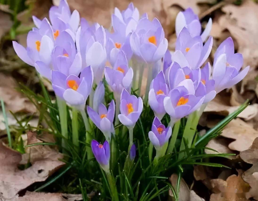 03常见的6种园林球根植物介绍