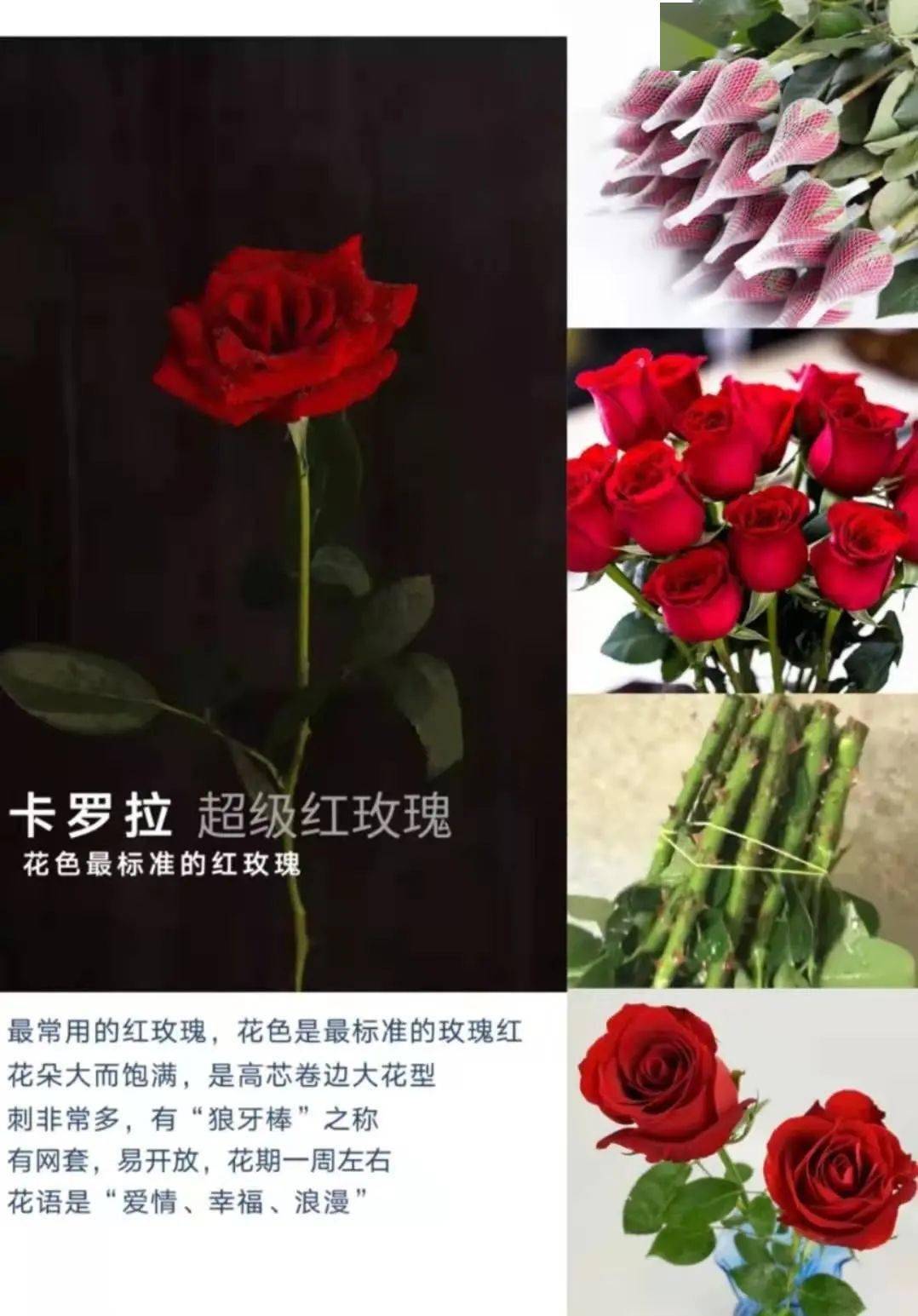 玫瑰为蔷薇科蔷薇属灌木,红玫瑰的品种大致有卡罗拉,传奇,新娘,铿锵