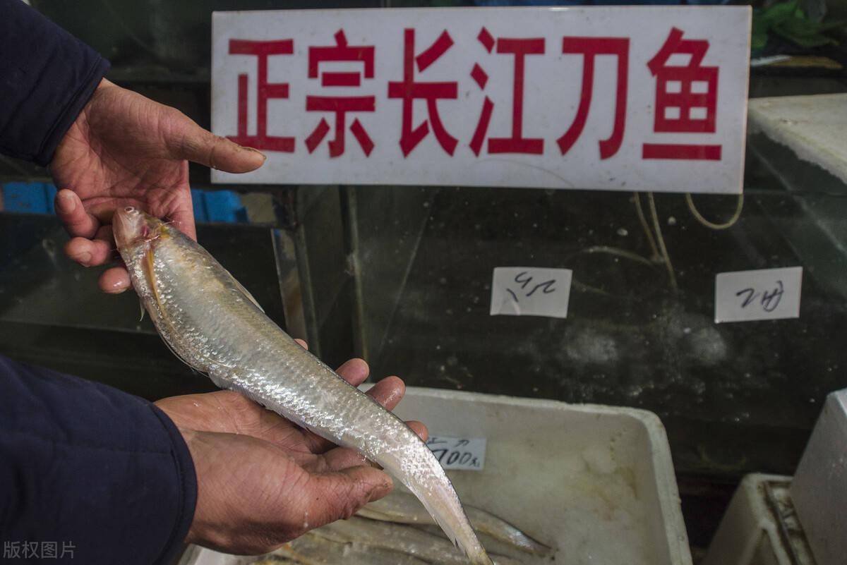 时隔30年,刀鱼重返中游!禁渔成效显著,为什么还不能放松?_长江