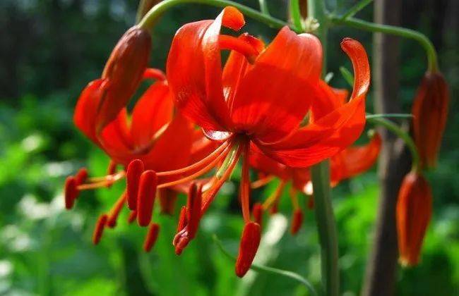 富贵子的养殖方法 8c90aa13c4984076bb7cd818cfbd43d5.jpeg