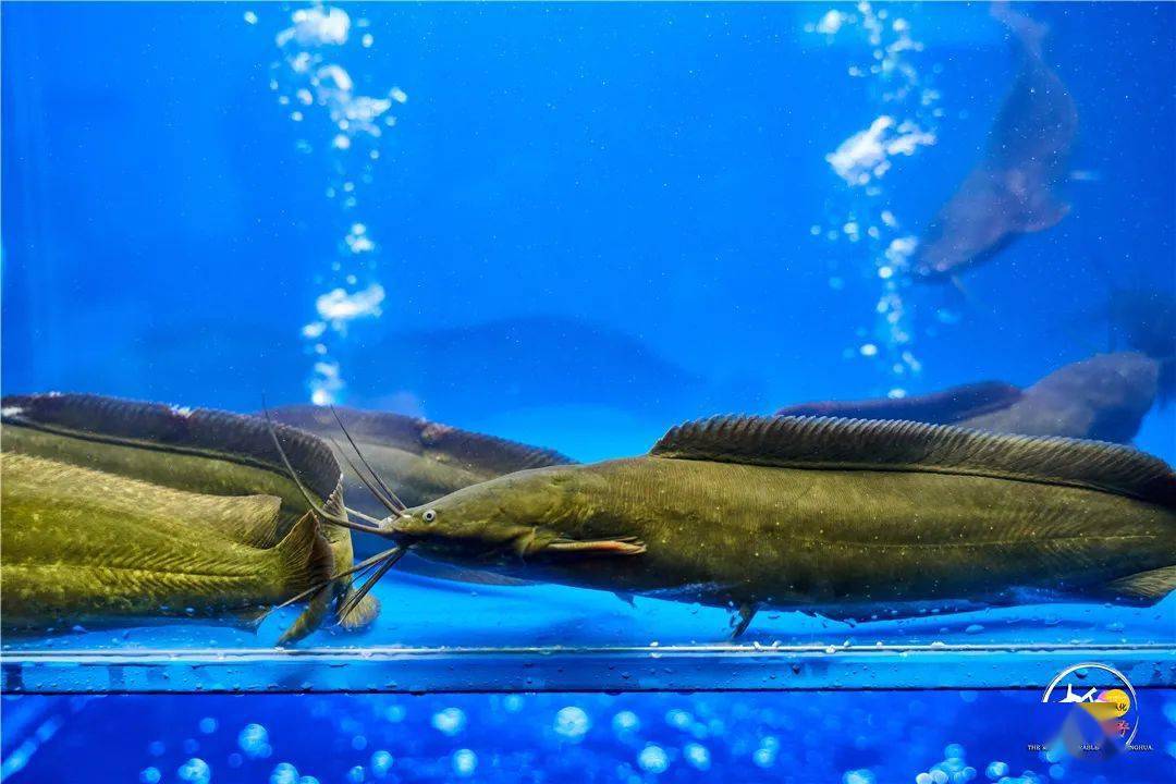 抢鲜看从化钱大爷生鲜店开业1元抢罗非鱼全场买多少送多少超多福利等