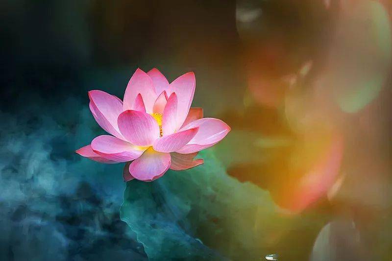 "荷塘入夏,荷影如画" | 澄江悦莲庄园第六届荷花节6月12日盛情开幕!