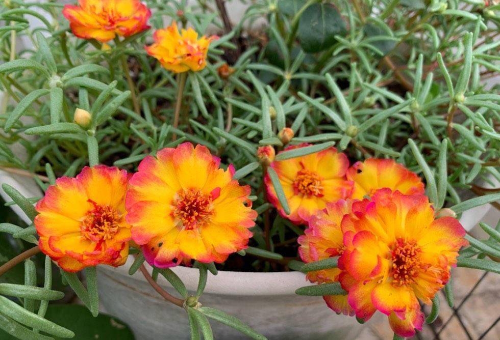 到了太阳花盛开的季节，做好2步，花量多10倍，花朵又大又艳