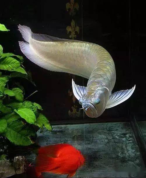 怎么养鱼才不跳缸 3b01b28443544b03853d1dd287337182.jpeg