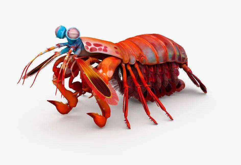 长矛皮皮虾和大锤皮皮虾