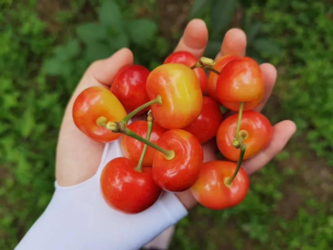 比jjj车厘子还大通州西集老夫妇家的雷尼樱桃熟了好吃又便宜