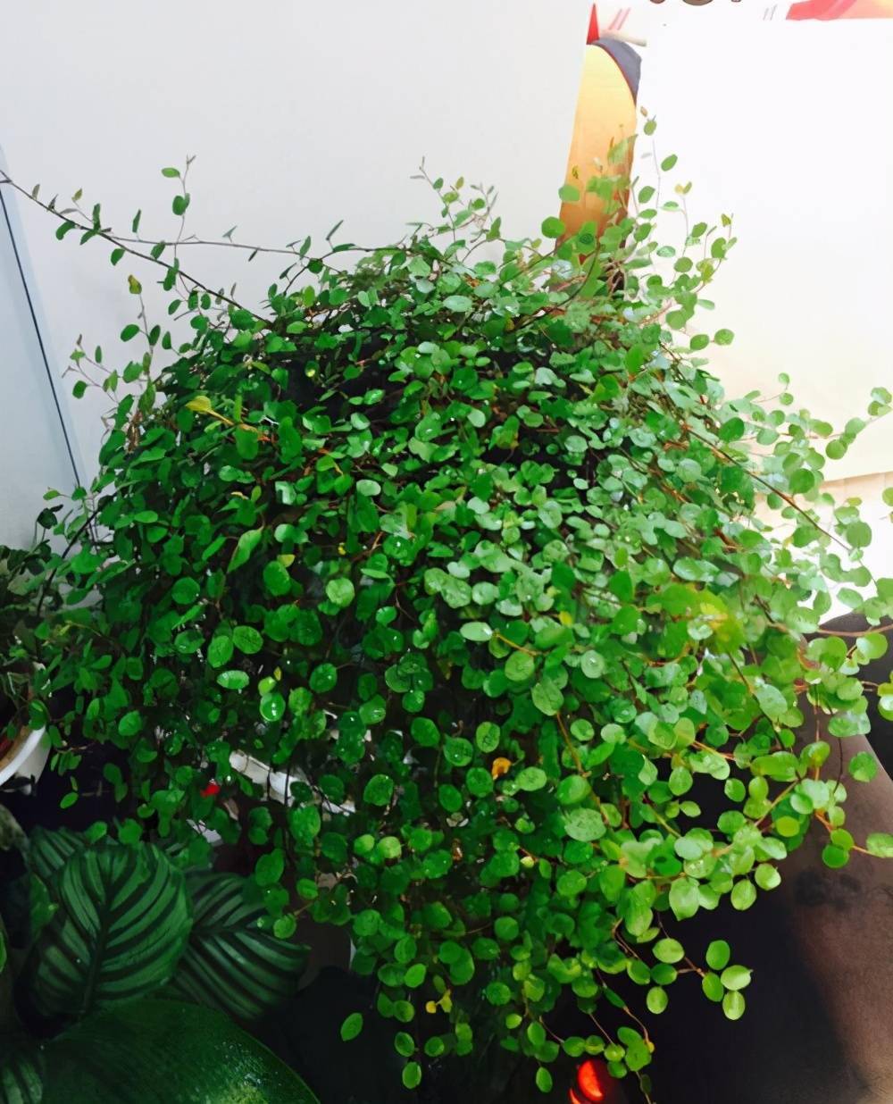 千叶吊兰怎么养学会一个扦插小技巧一个枝养一盆枝叶很好看