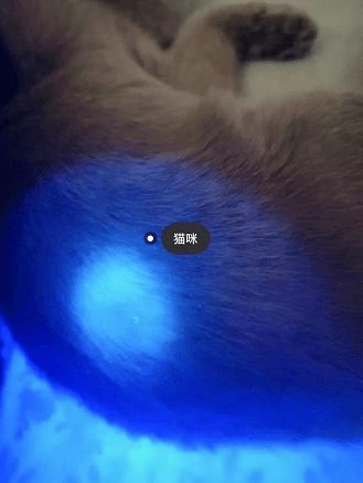 比如前段时间有个铲屎官买了养猫必备的伍德氏灯(紫外线灯,准备