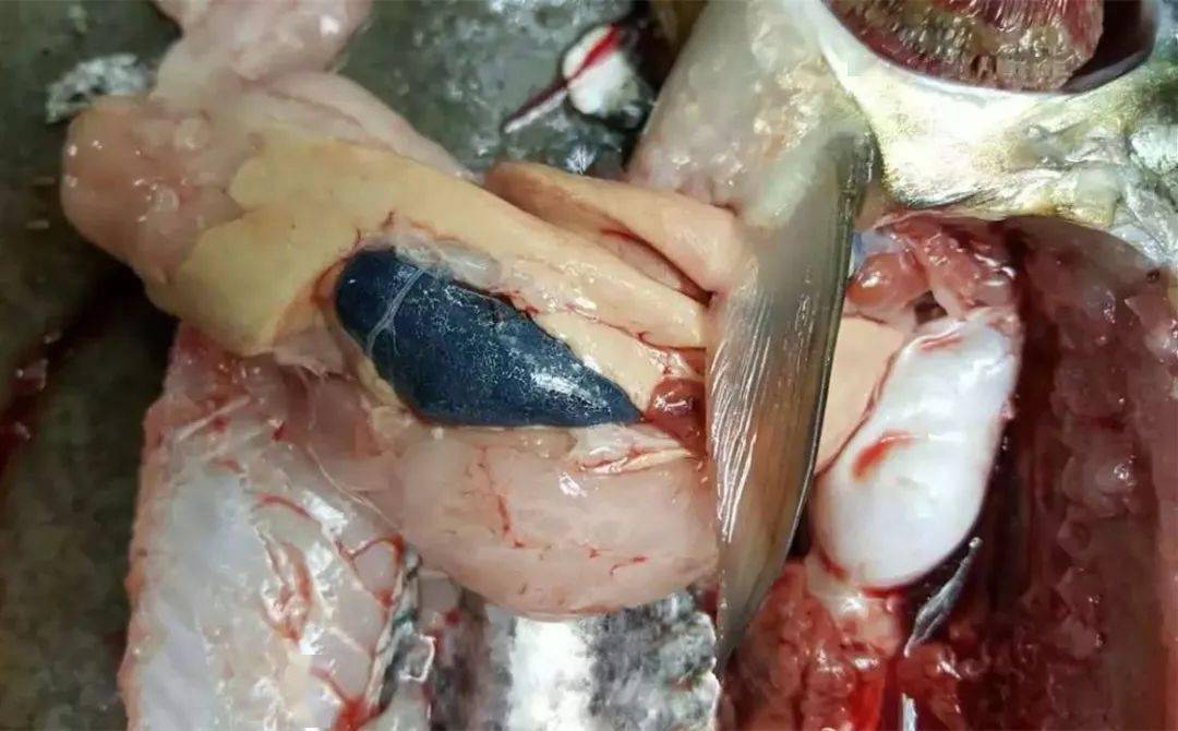 养殖中的三大误区你知道吗特别是高温期投料增多时千万小心