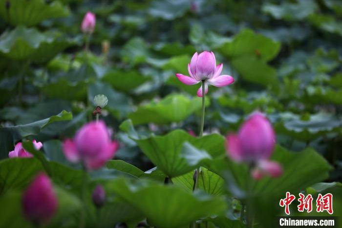 滿池碧綠,荷花點綴綠葉之中. 泱波 攝