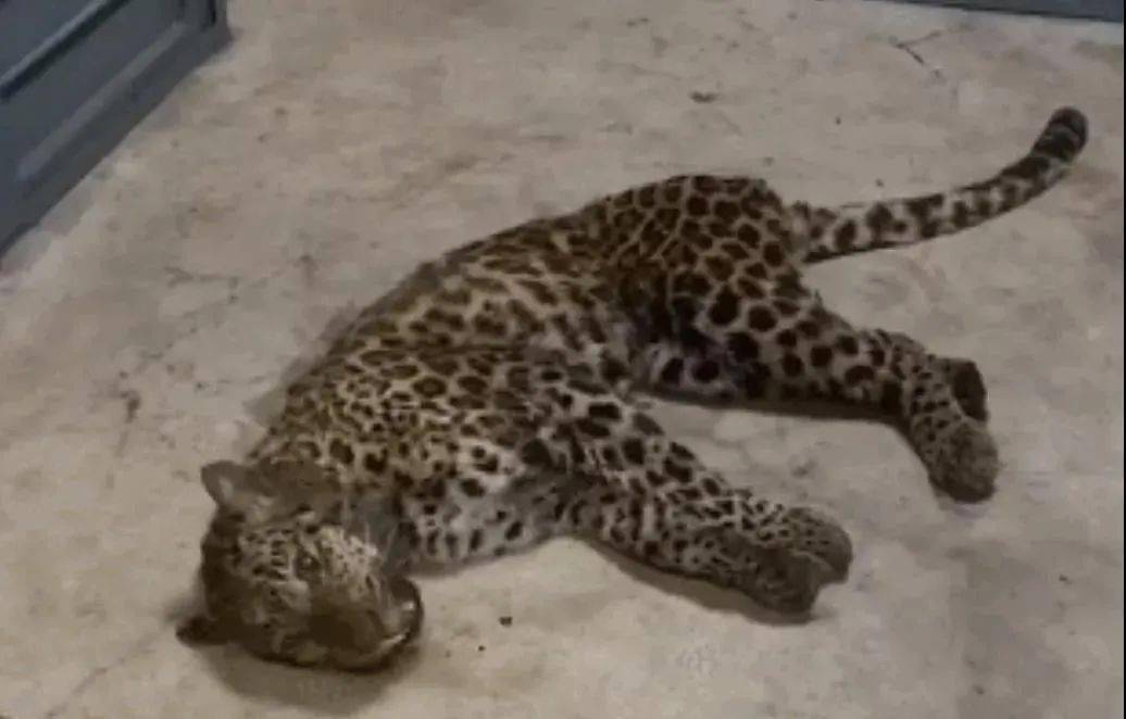 豹是顺拐吗 05b4d5d0d9dc48d1af87dd346ea28516.jpeg