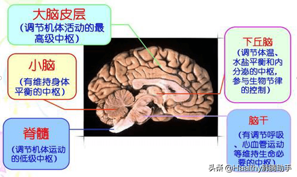 这个占位性病变只能压迫周围的大脑组织,小脑组织等等,那么这些对应