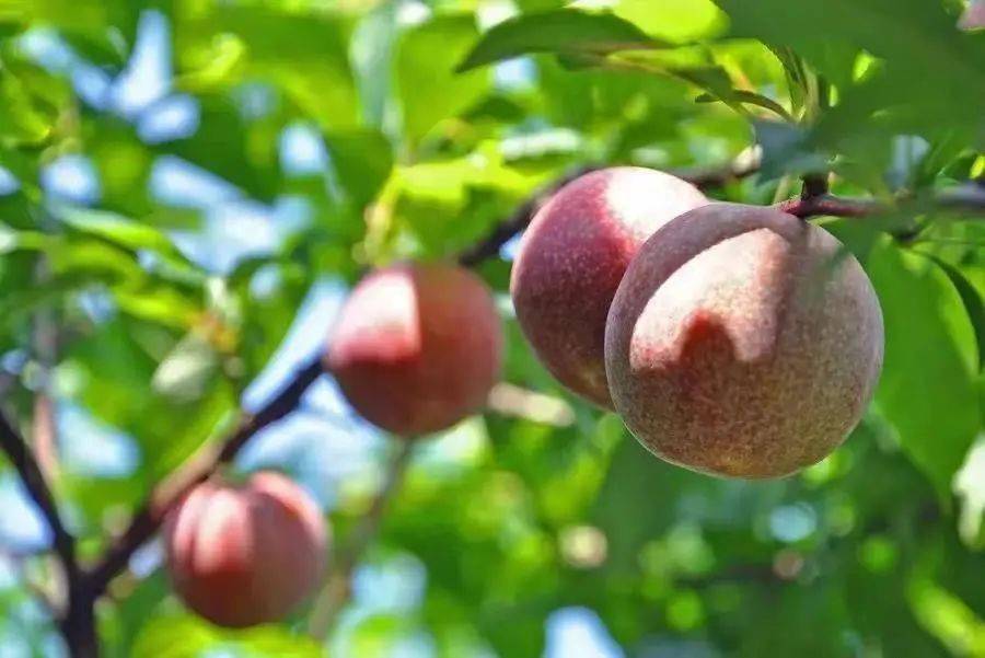 68元五斤信宜钱排三华李,果园直发,广东省内包邮!