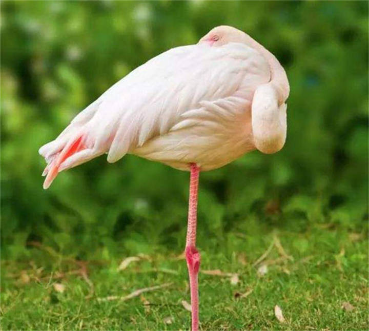 很萌很治愈动物们千奇百怪67的睡姿