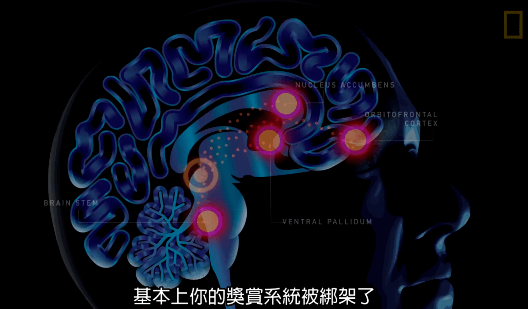 毒瘾药瘾性瘾成瘾到底是如何形成的