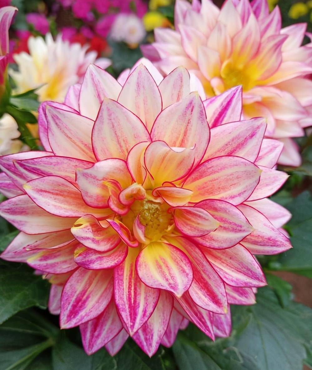 家里如何养大丽花记住3点杆子壮花朵大花色美