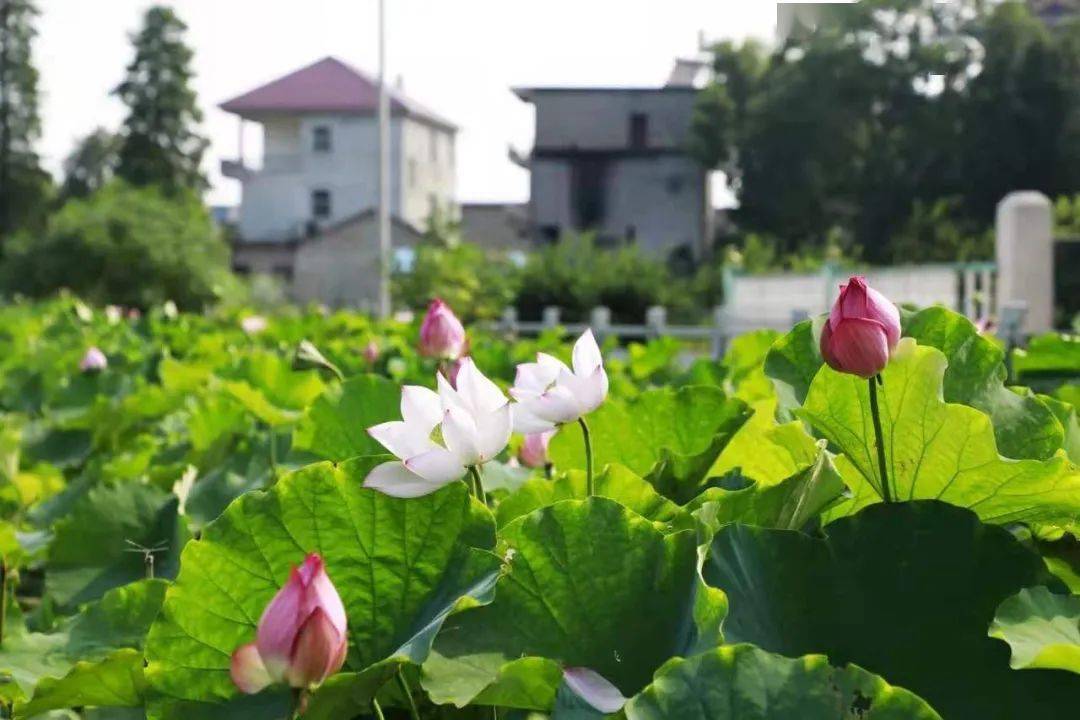 自驾导航:金湖乡和平村该村种植再生稻,荷花等