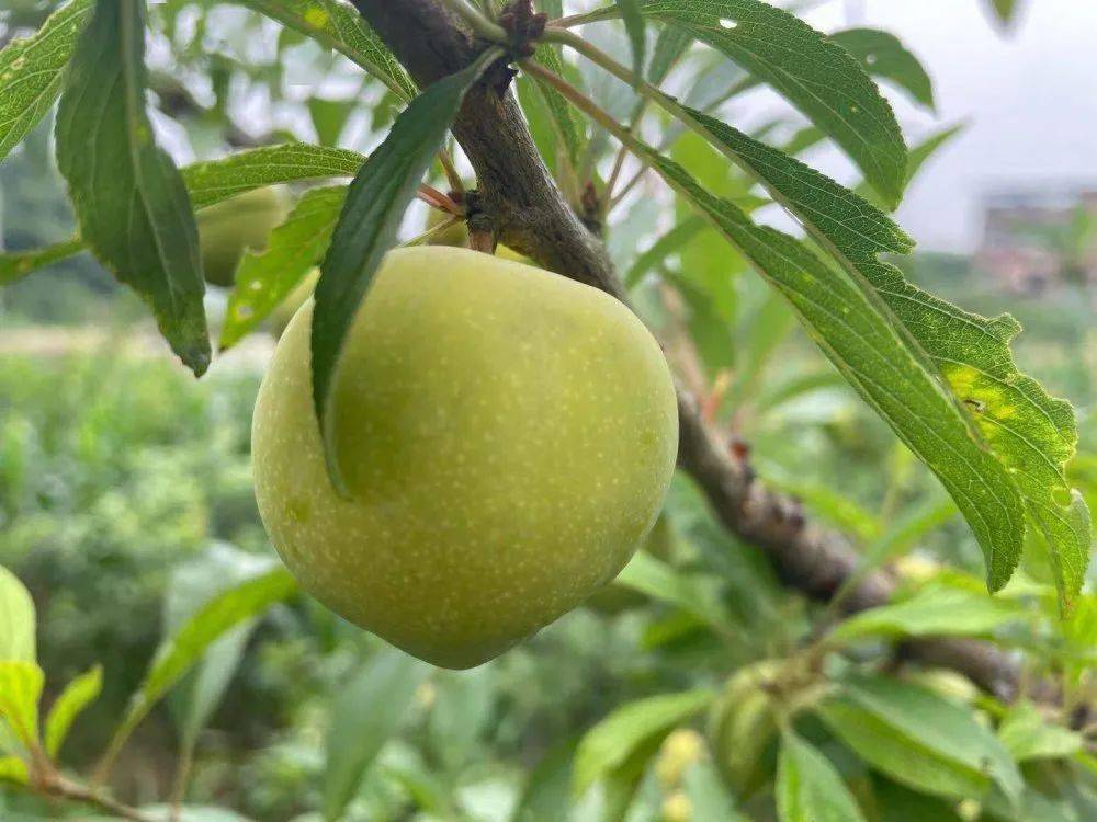 味美价廉鱼洞百胜李子熟啦