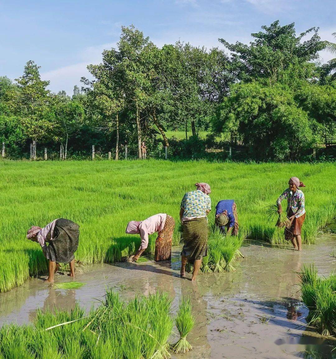更多外汇水稻作为世界近一半人口的主食季风水田农业的主要作物是水稻