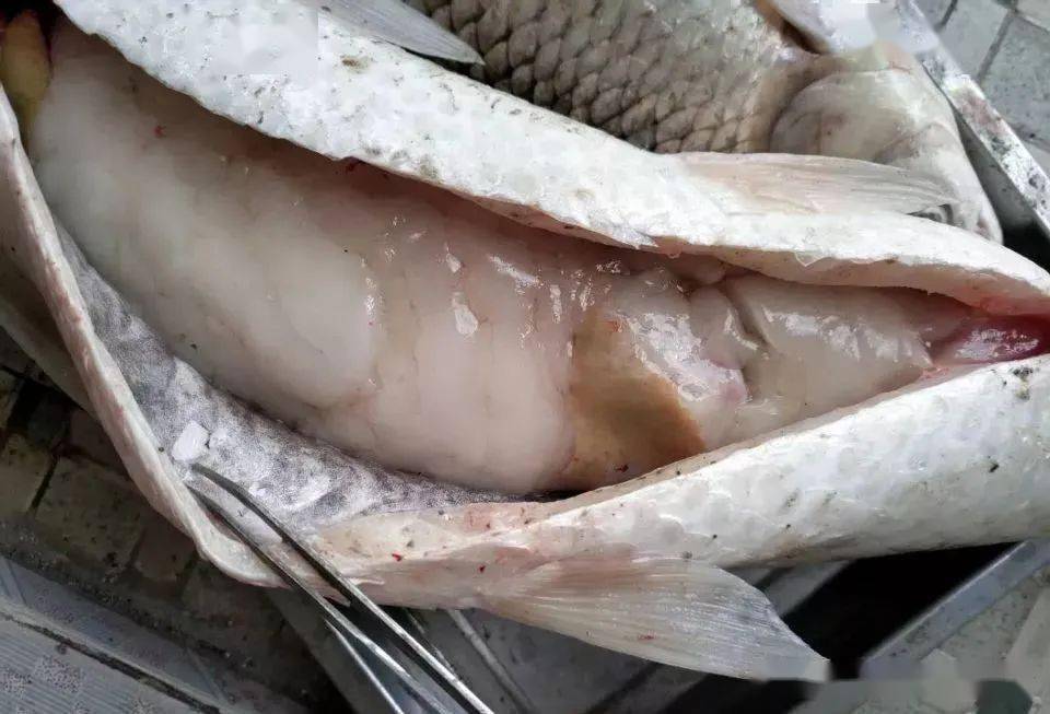 一看就懂草鱼肝胆综合症的发生机制及防控措施