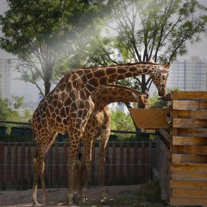 太原動物園發佈新通知!遊園要注意!_山西