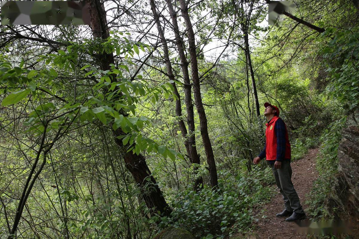 50岁大叔病魔缠身,留守秦岭大山种地养猪,天天巡山守护山林