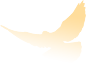 8062a3143f3a4fe1a17cd31c41c3f8a5.png
