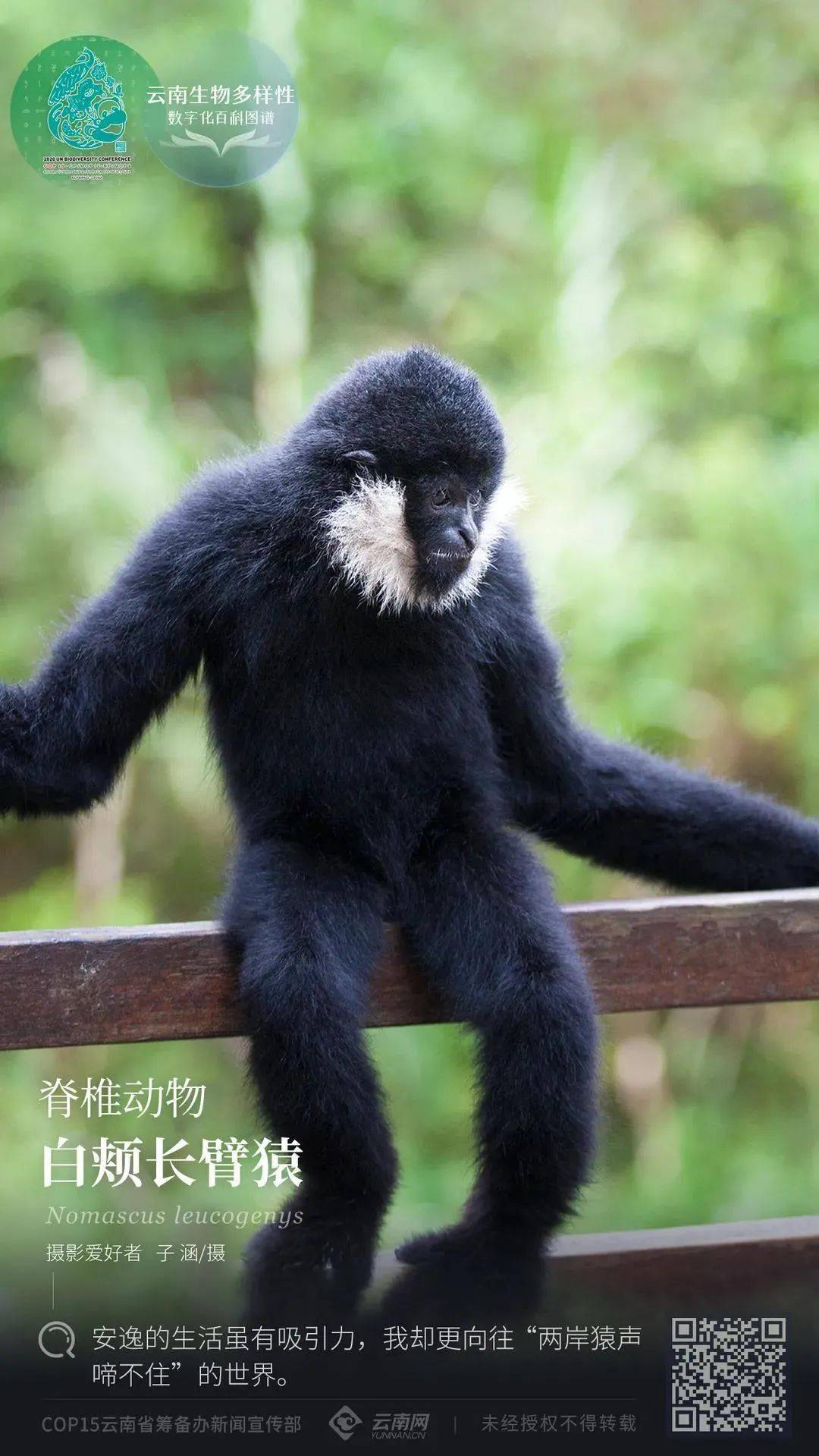 狒狒属于什么科类动物 99a5c378014a4b07aa93b14d1624442f.jpeg