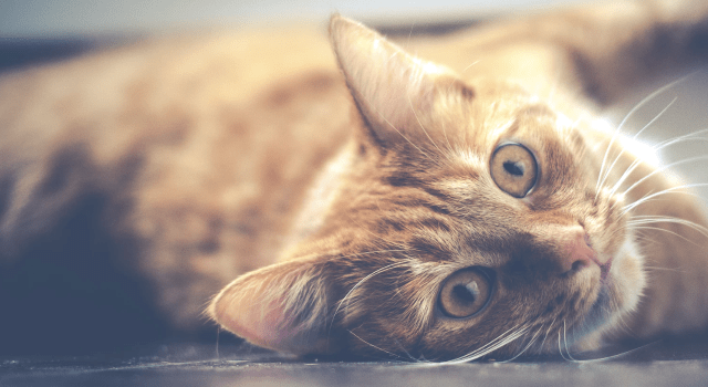 bd61e924861348babc4d9a9ae417ea57.png