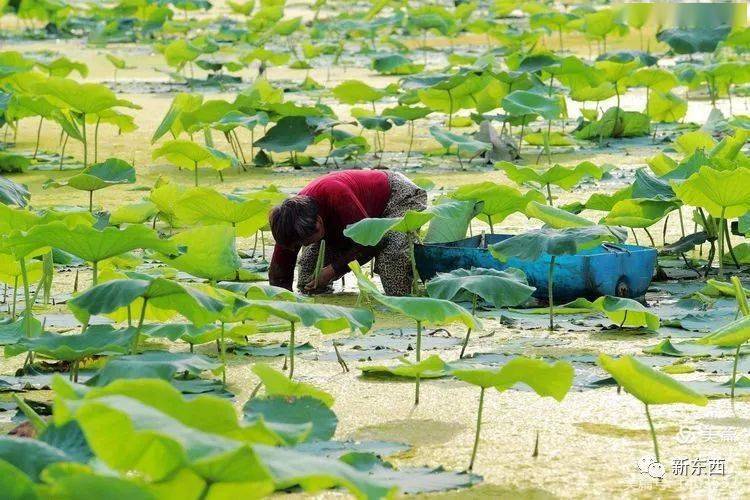 [黄石摄影]《采藕带》摄影/宫少华