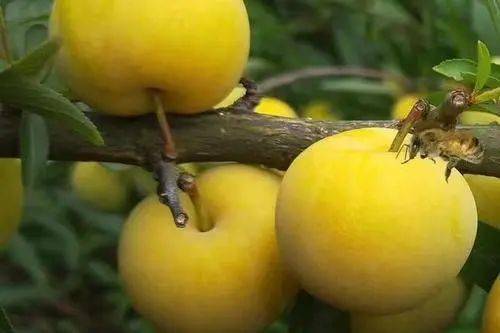 望谟蜂糖李李子界的甜度天花板