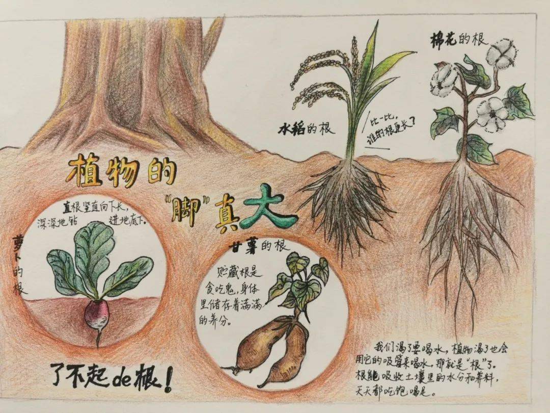 植物自然笔记一等奖图片
