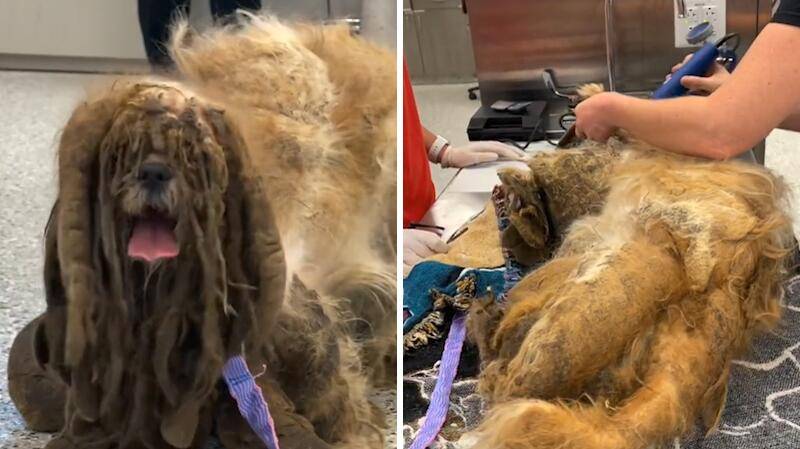 11岁西施流浪狗毛发打结像抹布兽医为其修剪前后变化巨大 状况