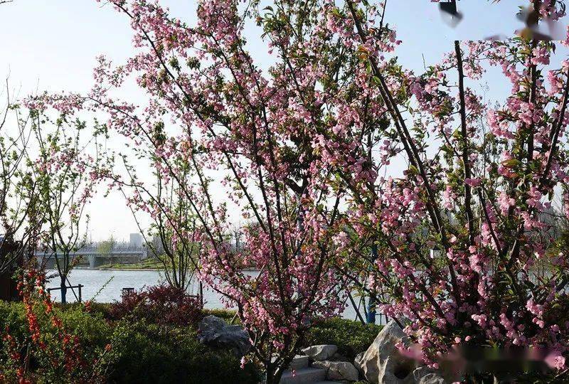 海棠花開醉美風景鹽城中華海棠園