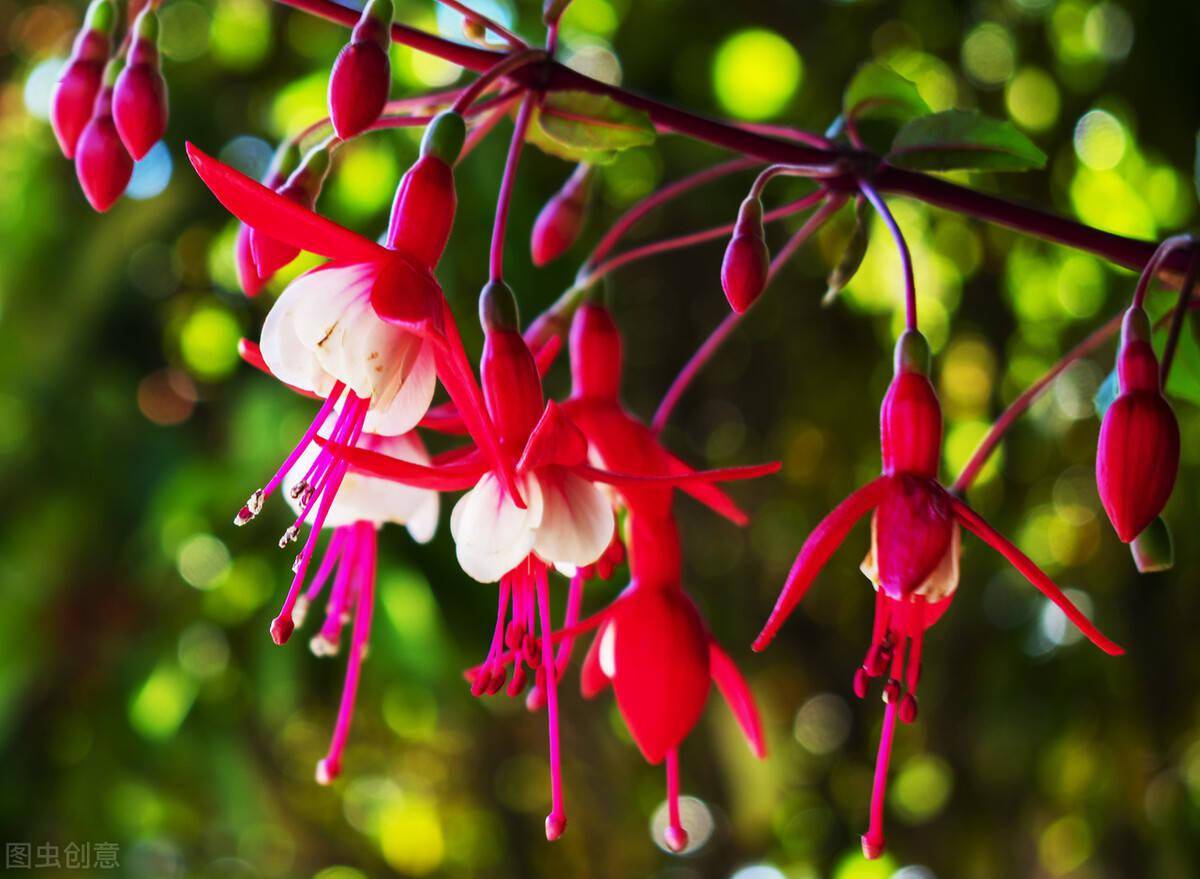 这5种花,劝你夏天不要随便购买_海棠