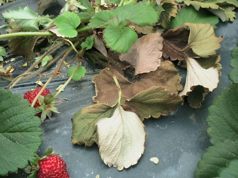 草莓在花果期极易爆发黄萎病,严重影响草莓产量,怎么防治是关键