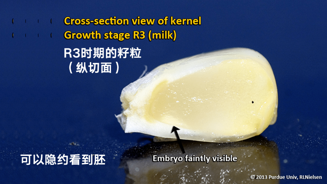 玉米籽粒横切面图片