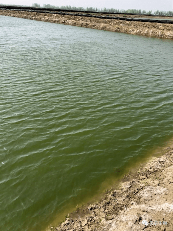 最近几天很多水产养殖户向我反映塘口水色浓绿这个现象好吗