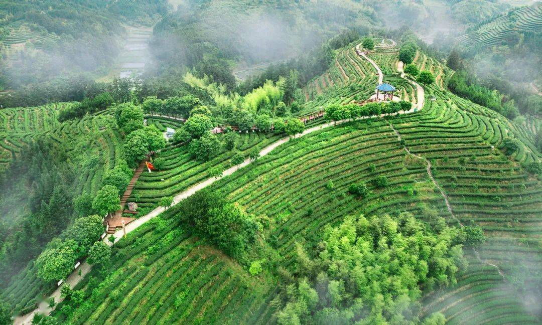 全国地理标志农产品,大田高山茶!_旅游