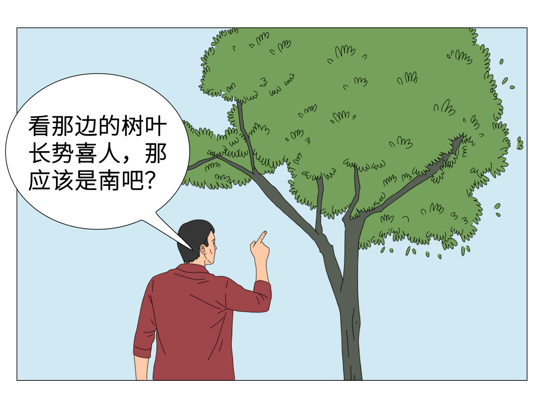 树叶辨别方向图片