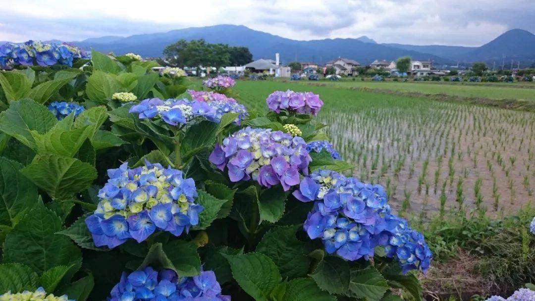 乡村的绣球花道