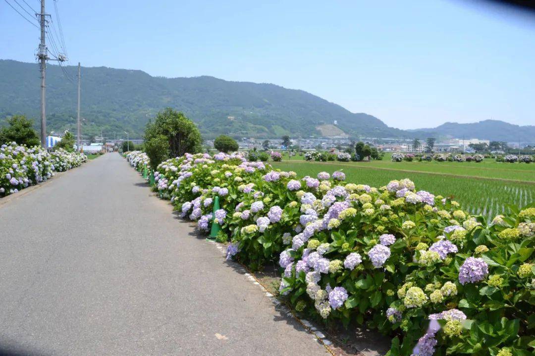 乡村的绣球花道