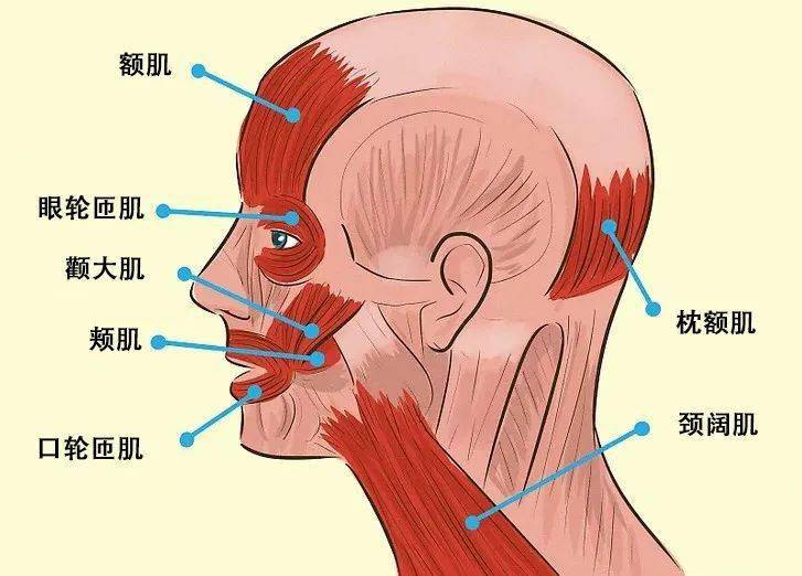 在面部和头皮上有大量特定肌肉可以缓解头痛