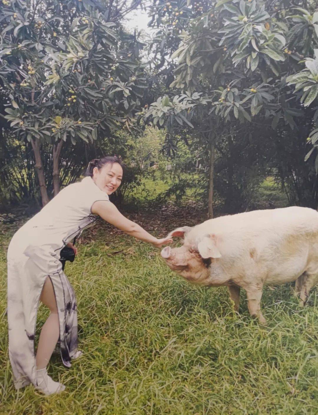 2014年建川博物馆员工黄毅与猪坚强的合照,背后是猪坚强散步上班的