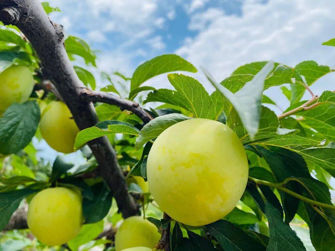 罕见这李子色泽金黄果皮薄如蝉翼入口爆汁脆嫩似黄瓜